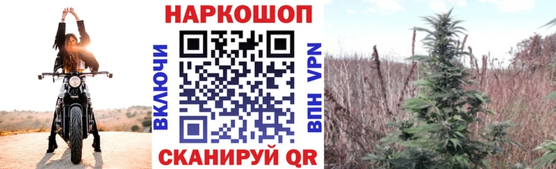 Конопля Кораблино